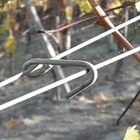 Ganci per vigna
