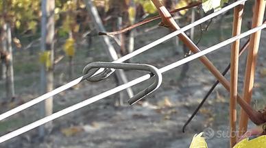Ganci per vigna
