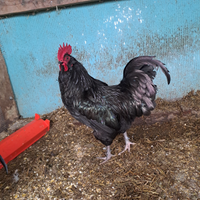 Gallo AUSTRALORP