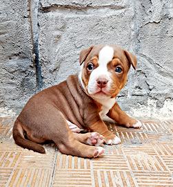 Cucciolo american bully pocket