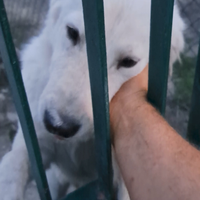 Cane pastore abruzzese maremmano