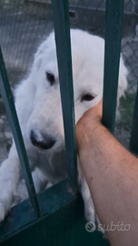 Cane pastore abruzzese maremmano