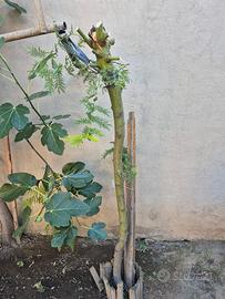 pianta di mimosa 5 anni