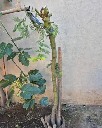 pianta di mimosa 5 anni