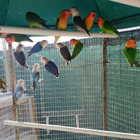 Inseparabili Fischer