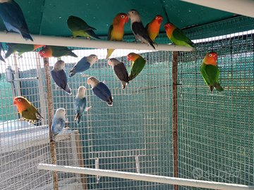 Inseparabili Fischer