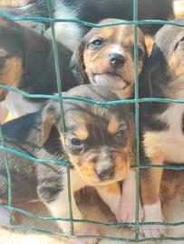 Cuccioli di Beagle Elisabett