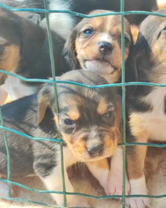 Cuccioli di Beagle Elisabett