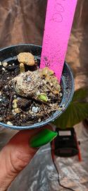 TALEA Waroqueanum