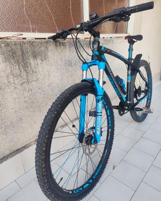 Torpado 29