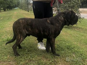 Cuccioli di cane corso