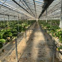 Inpianto di fragole sospeso PTRE