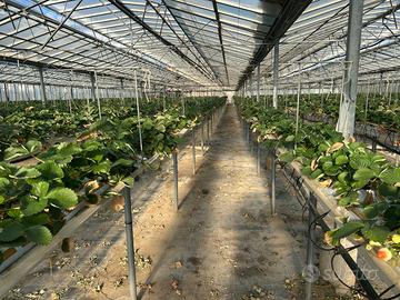 Inpianto di fragole sospeso PTRE