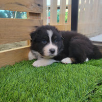 Cuccioli pastore australiano
