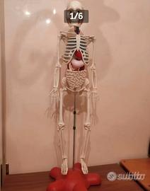 Scheletro Willy collezione di anatomia educativa