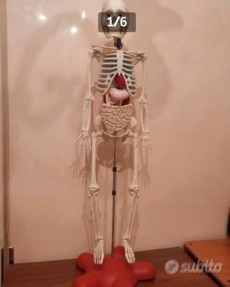 Scheletro Willy collezione di anatomia educativa