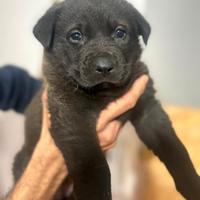 Cucciolo femmina pastore tedesco meticcio labrador