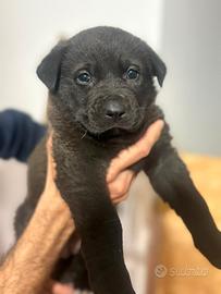 Cucciolo femmina pastore tedesco meticcio labrador