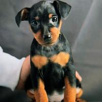 Pinscher nano