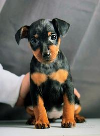 Pinscher nano