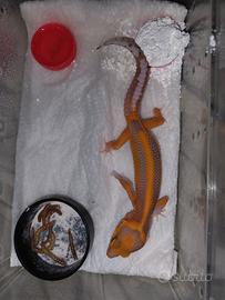 Geco Leopardino Red Diamond Falegno's X Dragon Fly