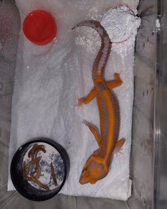 Geco Leopardino Red Diamond Falegno's X Dragon Fly