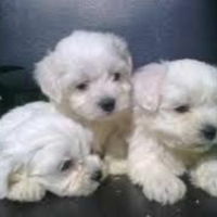 Maltesini coreani miny