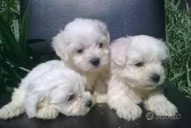 Maltesini coreani miny