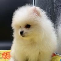 Spitz di pomerania