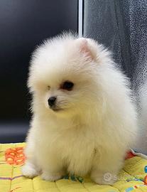 Spitz di pomerania