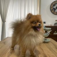 Cane Spitz Pomeriana