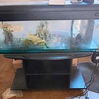 acquario 