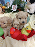 piccoli-colore-albicocca-intenso-maltipoo-cuccioli