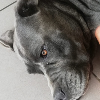 Cane Corso