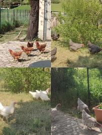 Galline Blu, Rosse, Livornesi, Barrat