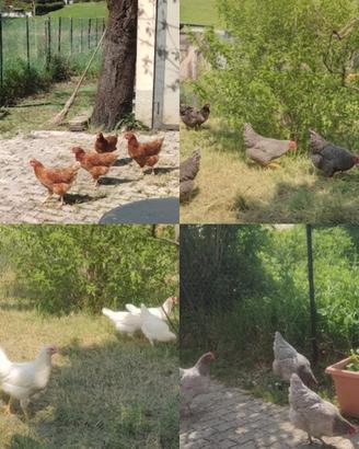 Galline Blu, Rosse, Livornesi, Barrat