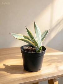 Pianta di agave variegata