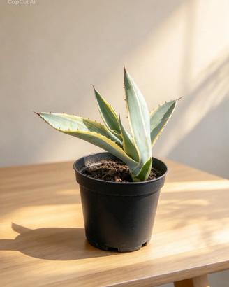 Pianta di agave variegata
