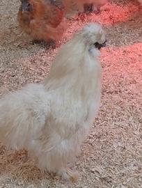 Galline morosita o moroseta