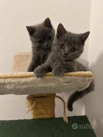 Gatti British Shorthair blue