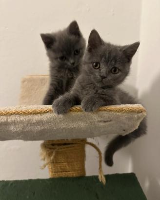 Gatti British Shorthair blue