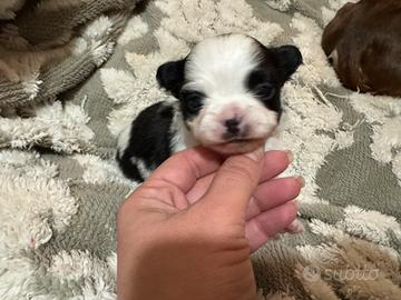 Cucciola Chihuahua pelo lungo