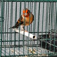 Ibrido di cardellino x canarina