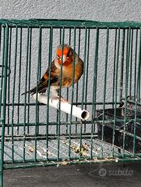 Ibrido di cardellino x canarina