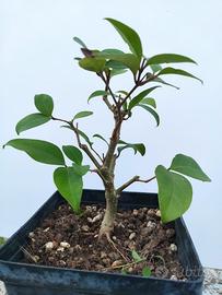 Ligustro del Giappone Ligustrum Japonicum 3 anni