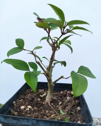 Ligustro del Giappone Ligustrum Japonicum 3 anni