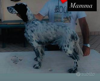 Cuccioli setter inglese