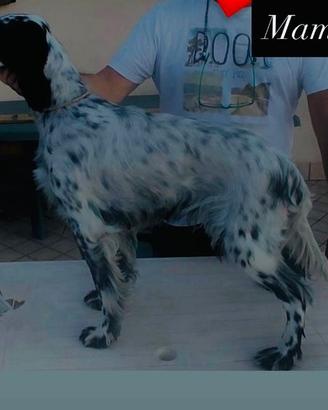Cuccioli setter inglese