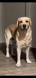 Labrador Retriever con Pedigree ENCI per Monta