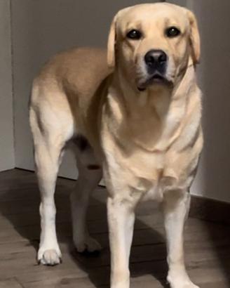 Labrador Retriever con Pedigree ENCI per Monta